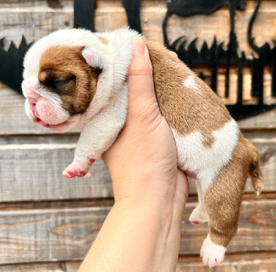 Les chiots de Bulldog Anglais