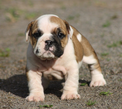 Les chiots de Bulldog Anglais