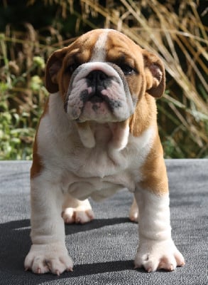 Les chiots de Bulldog Anglais