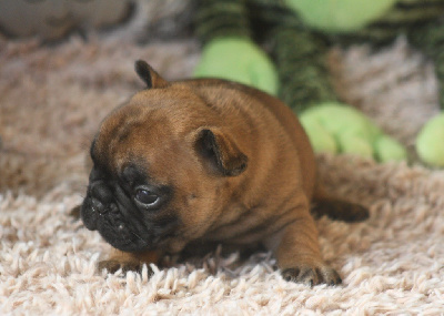 Les chiots de Bouledogue français