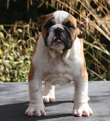 Les chiots de Bulldog Anglais