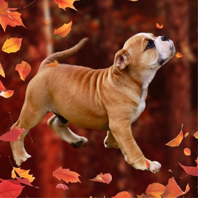 Les chiots de Bulldog continental