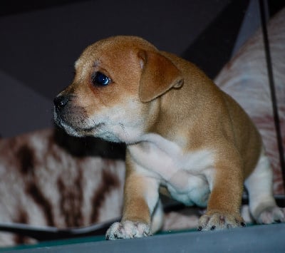 Les chiots de Staffordshire Bull Terrier