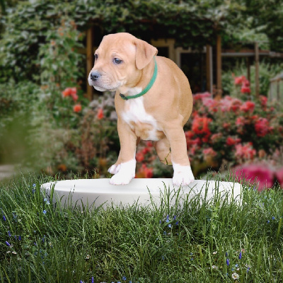 Les chiots de Staffordshire Bull Terrier