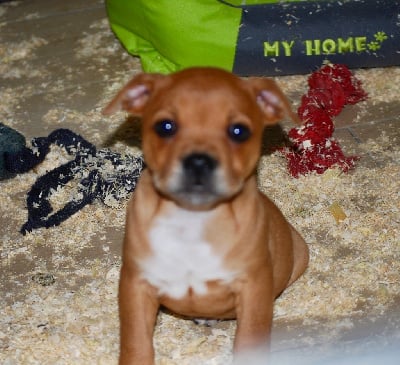 Les chiots de Staffordshire Bull Terrier