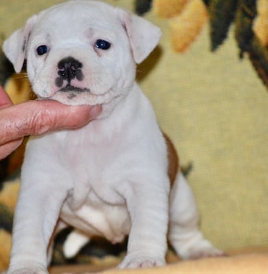 Les chiots de Staffordshire Bull Terrier