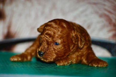 Les chiots de Caniche