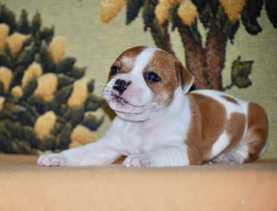 Les chiots de Staffordshire Bull Terrier