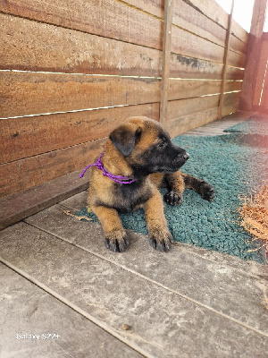 Les chiots de Berger Belge