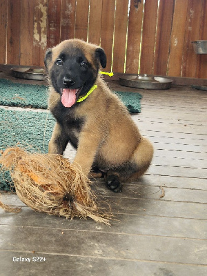 Les chiots de Berger Belge