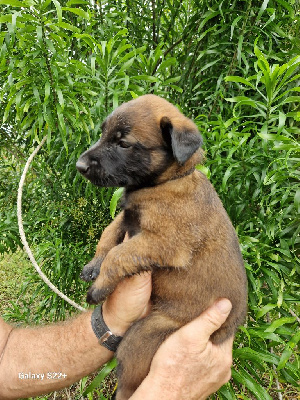 Les chiots de Berger Belge