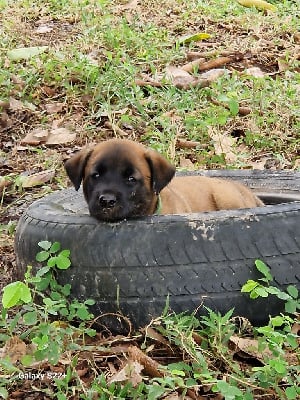 Les chiots de Berger Belge