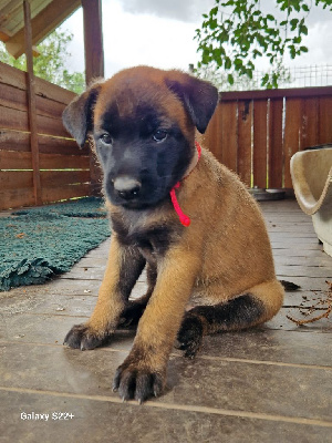 Les chiots de Berger Belge