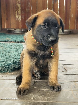 Les chiots de Berger Belge