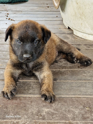 Les chiots de Berger Belge