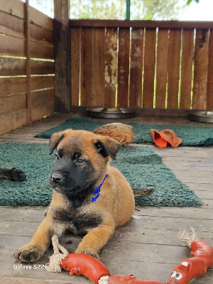 Les chiots de Berger Belge