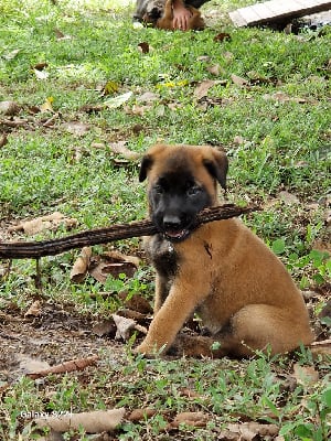 Les chiots de Berger Belge