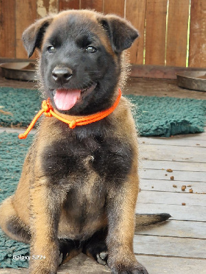 Les chiots de Berger Belge