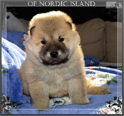 Les chiots de Eurasier