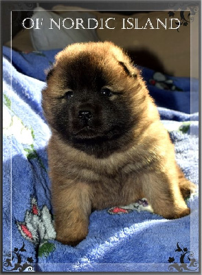 Les chiots de Eurasier