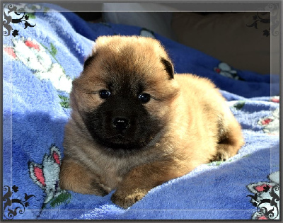 Les chiots de Eurasier