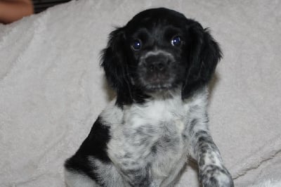 Les chiots de Epagneul Breton