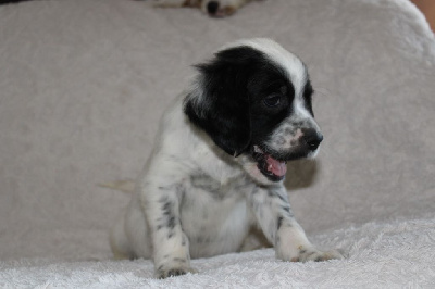 Les chiots de Setter Anglais