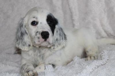 Les chiots de Setter Anglais