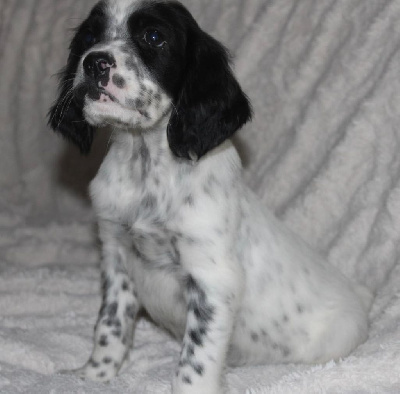 Les chiots de Setter Anglais