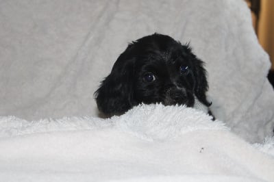 Les chiots de Epagneul Breton