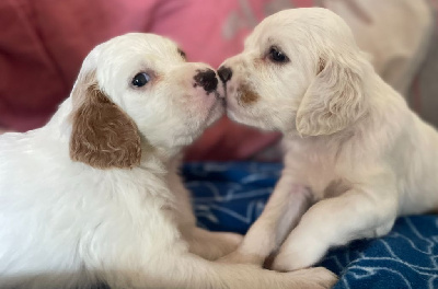 Les chiots de Setter Anglais