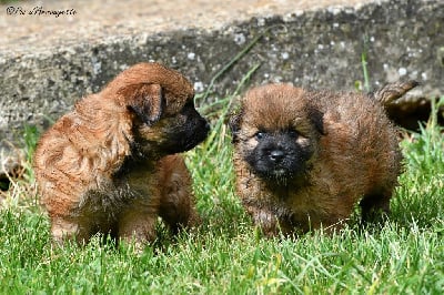 Les chiots de Berger des Pyrenees à poil long