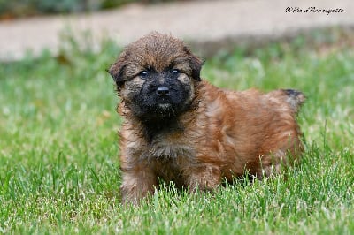 Les chiots de Berger des Pyrenees à poil long