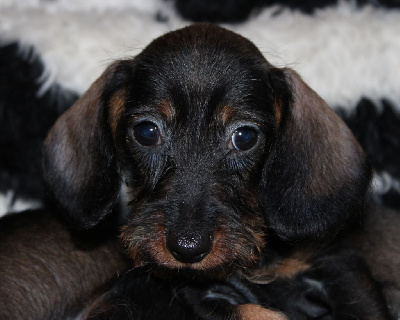 Les chiots de Teckel poil dur