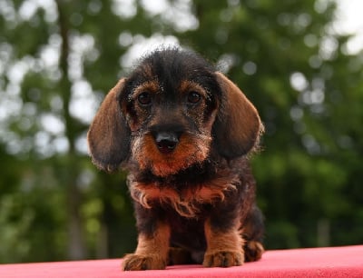 Les chiots de Teckel poil dur