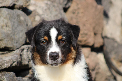 Les chiots de Berger Australien