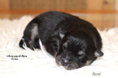 Les chiots de Chien finnois de Laponie