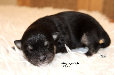 Les chiots de Chien finnois de Laponie