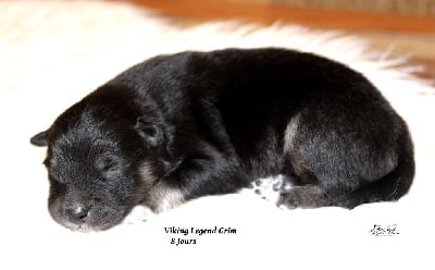 Les chiots de Chien finnois de Laponie