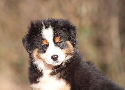 Les chiots de Berger Australien