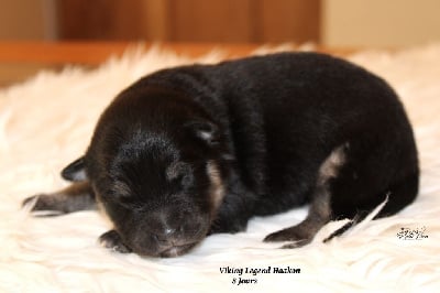 Les chiots de Chien finnois de Laponie