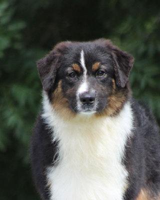 Les chiots de Berger Australien