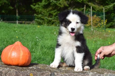 Les chiots de Berger Australien