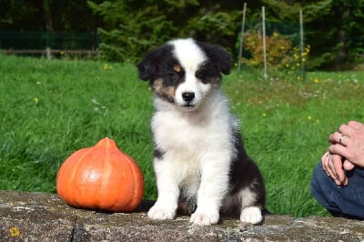 Les chiots de Berger Australien