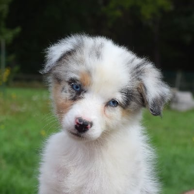 Les chiots de Berger Australien