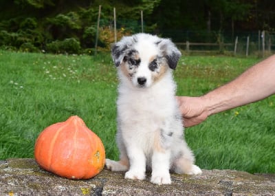 Les chiots de Berger Australien