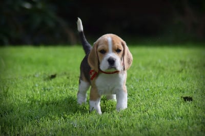 Les chiots de Beagle