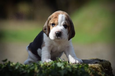 Les chiots de Beagle