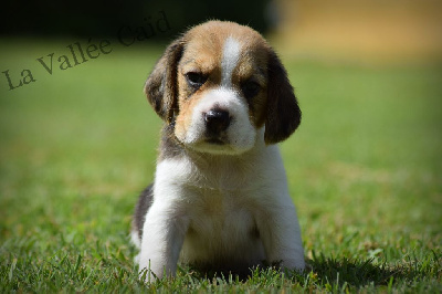 Les chiots de Beagle