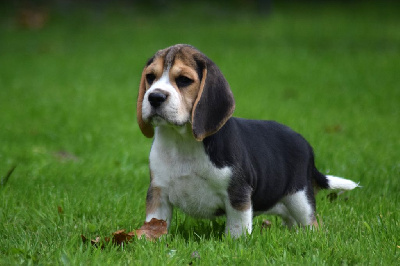 Les chiots de Beagle